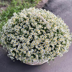 Композиция в корзине из 151 ромашки в Кашире