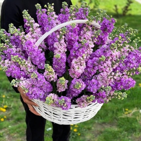 Композиция в корзине из 51 ароматной маттиолы в Кашире