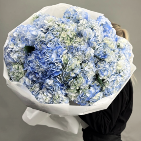 Букет из 23 синих гортензий в Кашире