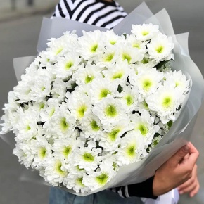 Букет "Лаймовый" из 15 кустовых хризантем в Кашире