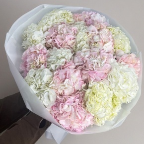 Букет из 17 нежных гортензий в Кашире