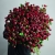 Монобукет из 75 кустовых роз Марун (70 см) в Кашире Монобукет из 75 кустовых роз Марун (70 см) в Кашире