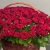 Композиция в корзине из 151 красной розы в Кашире Композиция в корзине из 151 красной розы в Кашире