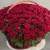 Композиция в корзине из 151 красной розы в Кашире Композиция в корзине из 151 красной розы в Кашире