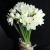 Букет из 25 нарциссов в Кашире Букет из 25 нарциссов в Кашире
