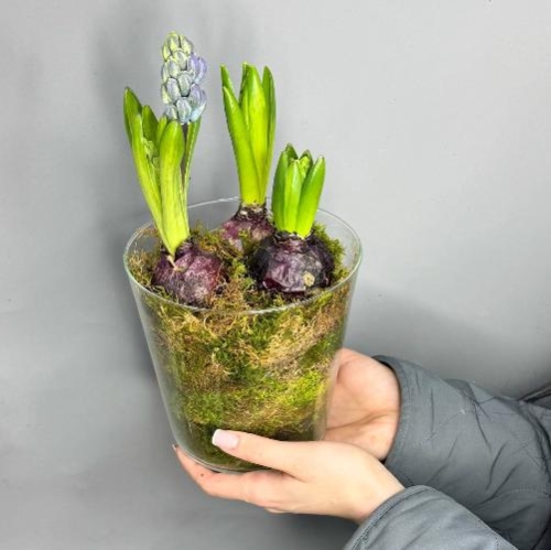 Интерьерная композиция с  луковичными гиацинтами в стеклянной вазе ( 3 шт) в Кашире